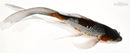 7" GINRIN OCHIBA SHIGURE BUTTERFLY