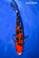 9.5" DOITSU AKA SANKE