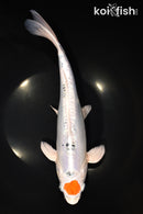 12.5" TANCHO HEISEI NISHIKI