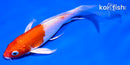 5" HARIWAKE BUTTERFLY