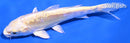 5.5" DOITSU YAMABUKI OGON