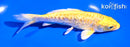 5" YAMABUKI OGON