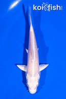 4" GINRIN PLATINUM OGON