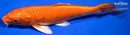 8" ORENJI OGON