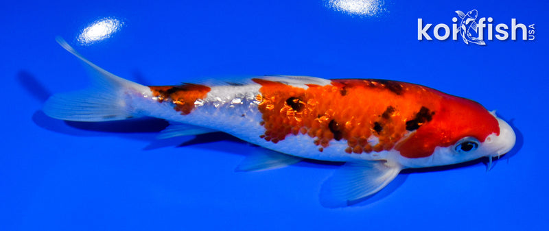 6.5" GINRIN SANKE
