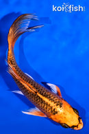 5" GINRIN ORENJI MATSUBA BUTTERFLY