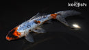 7" SHUBUNKIIN GOLDFISH