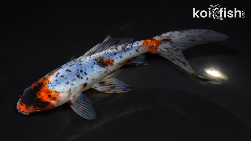 7" SHUBUNKIIN GOLDFISH