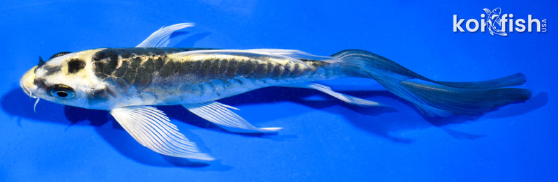 5.5" KIN KIKOKURYU BUTTERFLY