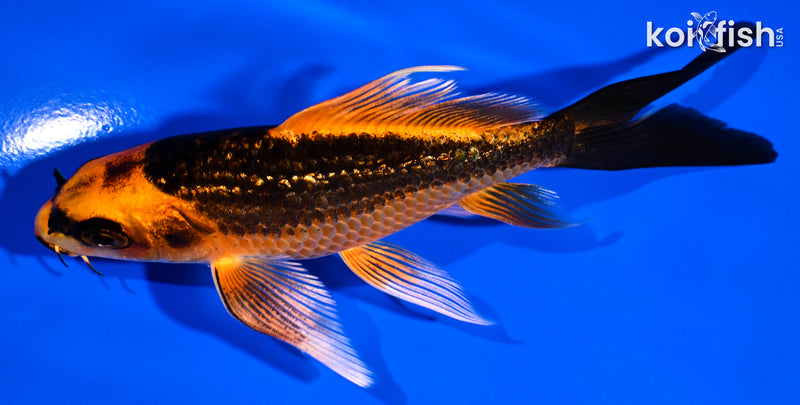 5.25" GINRIN ORENJI MATSUBA BUTTERFLY