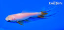 5" WAKIN GOLDFISH