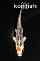 5.25" GINRIN TANCHO KUJAKU