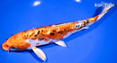 9.75" HEISEI NISHIKI