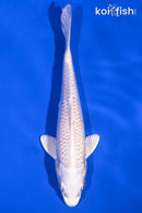 6.75" PLATINUM OGON