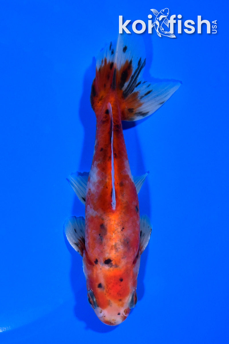 4.75" CALICO WAKIN GOLDFISH