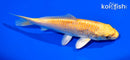 6" YAMABUKI OGON