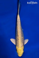 6.5" GINRIN YAMABUKI OGON