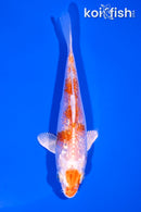 5" GINRIN HARIWAKE BUTTERFLY