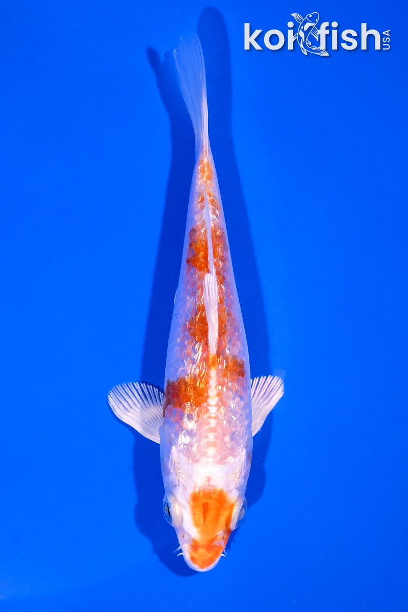 5" GINRIN HARIWAKE BUTTERFLY