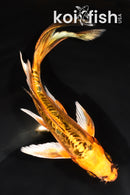 7" GINRIN BENI KIKOKURYU BUTTERFLY