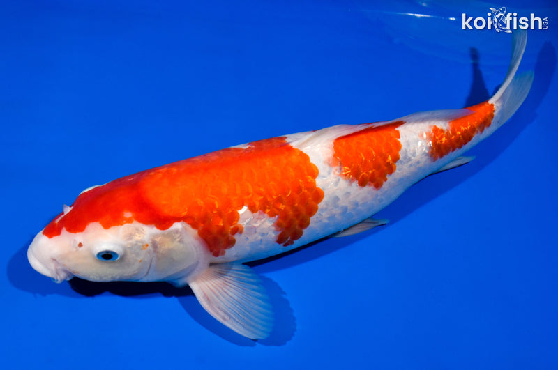 15.5" GINRIN SANDAN KOHAKU