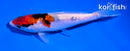 5" GINRIN SHOWA