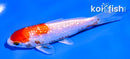 4" GINRIN HARIWAKE