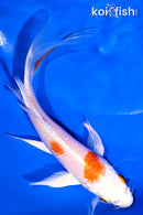 6" HARIWAKE BUTTERFLY