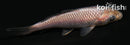 4" SORAGOI