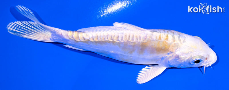 4.75" DOITSU LEMON HARIWAKE