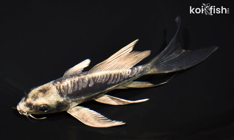 5.75" KIKOKURYU BUTTERFLY