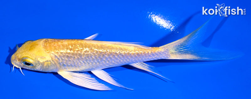 4.5" GINRIN YAMABUKI OGON BUTTERFLY