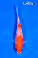 4.5" KOHAKU