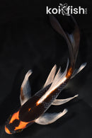 7.75" BENI GINGA BUTTERFLY