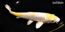 9.25" DOITSU HARIWAKE
