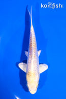 5" GINRIN LEMON HARIWAKE