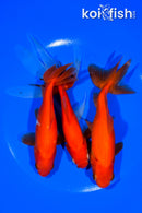 PACK OF (3) 5-6" WAKIN GOLDFISH