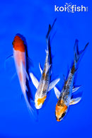 PACK OF (3) 4" BUTTERFLY KOI