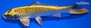 6.25" KI MATSUBA