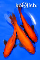 PACK OF (3) 4.5-4.75" COMET GOLDFISH