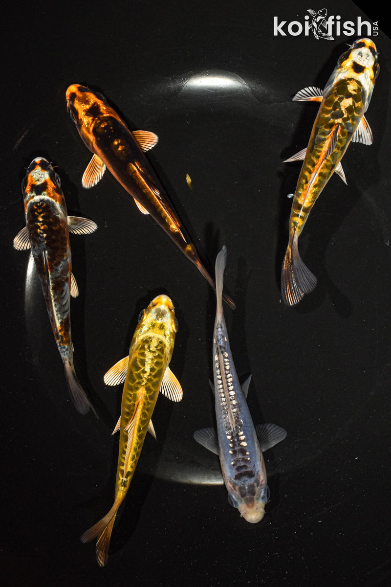 PACK OF (5) 3-4" GHOST KOI