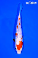 6.25" GINRIN KOHAKU