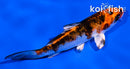 3.5" YAMATO NISHIKI