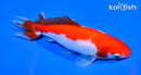 5" SARASA WAKIN GOLDFISH