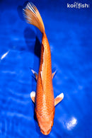 7" ORENJI OGON