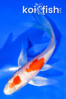 5" HARIWAKE BUTTERFLY