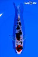 5" BENI MATSUKAWABAKE