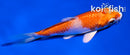 3.5" HARIWAKE