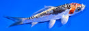4.5" BENI KIKOKURYU
