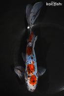 8" SHUBUNKIN GOLDFISH